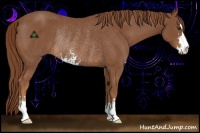 Horse Color:Chestnut Sabino Rabicano 