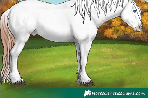 Horse Color:White Spotted Black Sabino Splash Near Leopard 