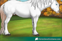 Horse Color:White Spotted Black Sabino Splash Appaloosa 