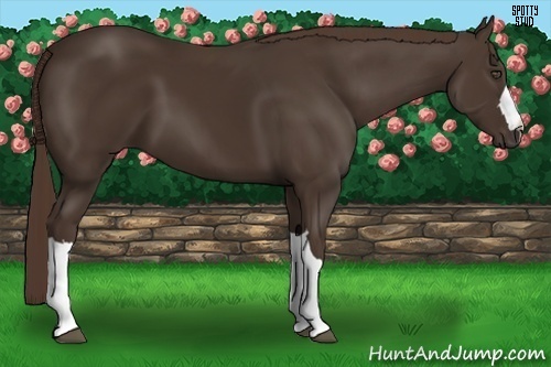 Horse Color:Liver Chestnut