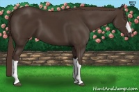 Horse Color:Liver Chestnut 