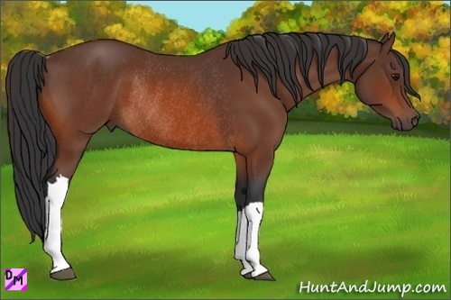 Horse Color:Bay Rabicano 