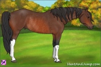 Horse Color:Bay Rabicano 