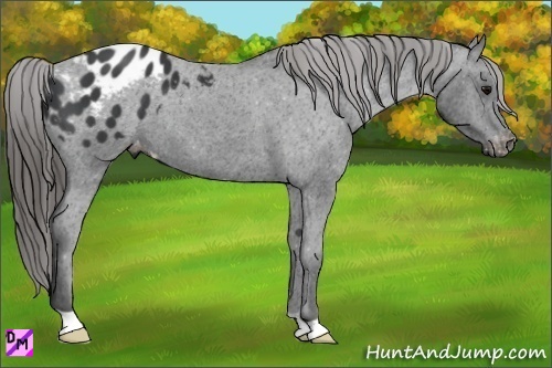 Horse Color:Black Appaloosa 