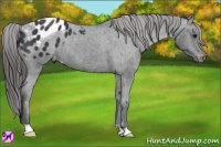 Horse Color:Black Appaloosa 