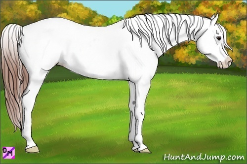 Horse Color:Bay Ice Roan Splash Frame Appaloosa