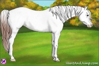 Horse Color:Bay Ice Roan Splash Frame Appaloosa 