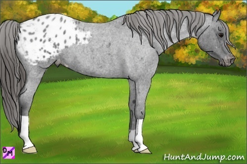 Horse Color:Blue Roan Appaloosa 