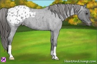 Horse Color:Blue Roan Appaloosa