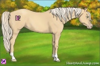 Horse Color:Gold Cream Champagne 