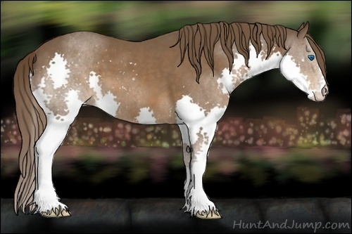 Horse Color:Liver Chestnut Splash 
