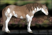 Horse Color:Liver Chestnut Splash 