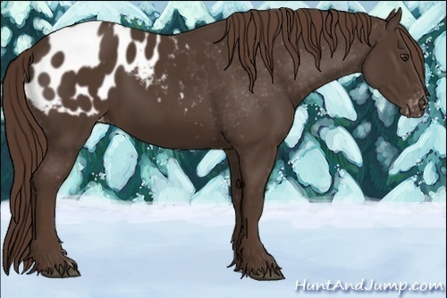 Horse Color:Liver Chestnut Appaloosa 