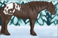 Horse Color:Liver Chestnut Appaloosa 