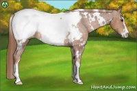 Horse Color:White Spotted Chestnut Sabino Near Fewspot Rabicano