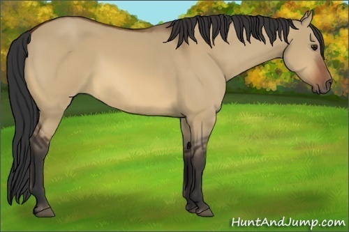 Horse Color:Bay Dun