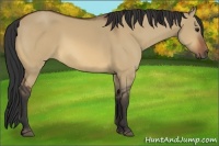 Horse Color:Bay Dun