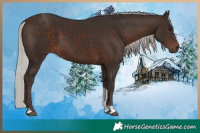 Horse Color:Silver Brown Tobiano 
