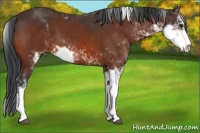 Horse Color:Bay Sabino 
