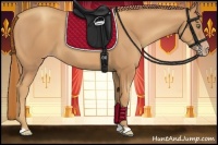 Horse Color:Gold Champagne 