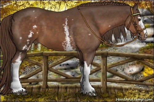 Horse Color:White Spotted Liver Chestnut 