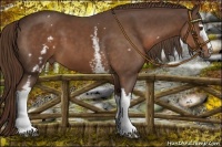 Horse Color:White Spotted Liver Chestnut 