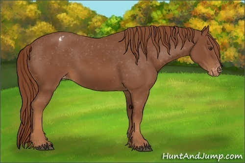 Horse Color:Chestnut Appaloosa