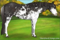 Horse Color:Liver Chestnut Sabino