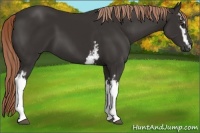 Horse Color:White Spotted Liver Chestnut Sabino 