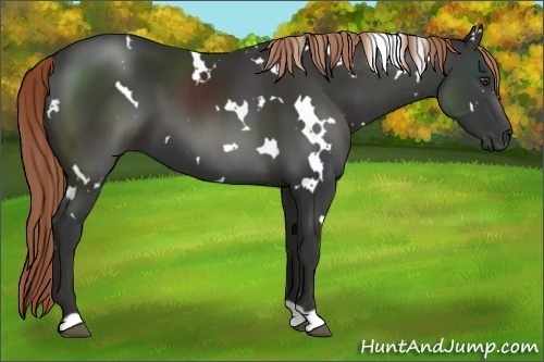 Horse Color:White Spotted Liver Chestnut 
