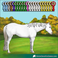 Horse Color:Buckskin Dun Appaloosa