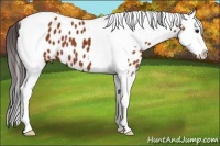 Horse Color:Bay Splash Tobiano Appaloosa