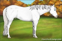 Horse Color:Chocolate Palomino Pearl Sabino Appaloosa Rabicano 