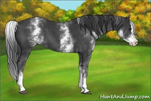 Horse Color:White Spotted Black Splash 