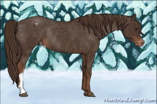 Horse Color:Liver Chestnut Varnish Rabicano