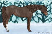 Horse Color:Liver Chestnut Varnish Rabicano