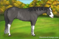 Horse Color:Black Splash Rabicano