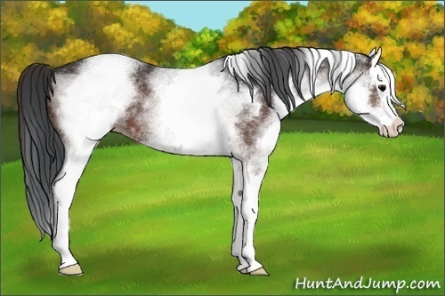 Horse Color:White Spotted Brown Splash 