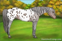 Horse Color:Liver Chestnut Appaloosa 