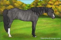 Horse Color:Black Appaloosa Rabicano 