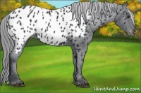 Horse Color:Black Chinchilla Appaloosa