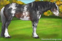 Horse Color:White Spotted Brown