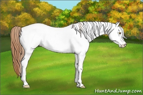 Horse Color:White Spotted Gold Champagne