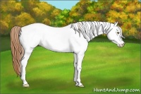 Horse Color:White Spotted Gold Champagne