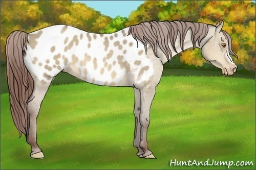 Horse Color:Sable Champagne Dun Appaloosa