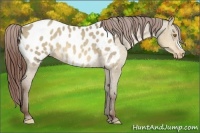 Horse Color:Sable Champagne Dun Appaloosa 