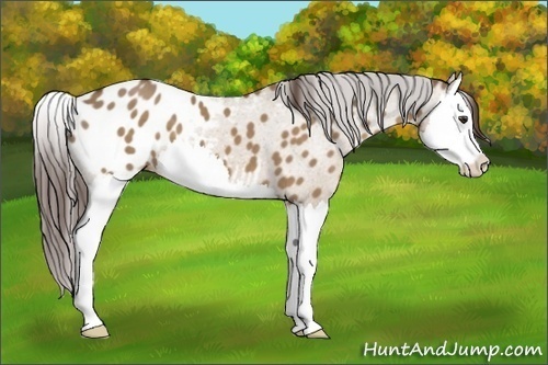 Horse Color:Liver Red Dun Splash Appaloosa 