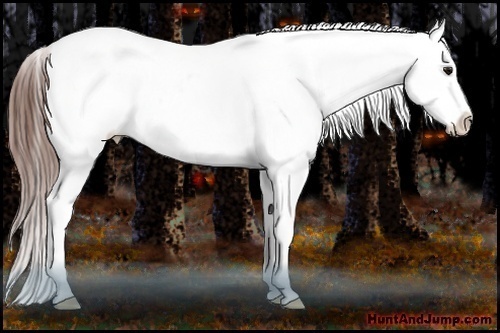 Horse Color:Bay Sabino Splash Appaloosa Rabicano 