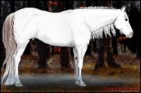 Horse Color:Bay Sabino Splash Varnish Rabicano