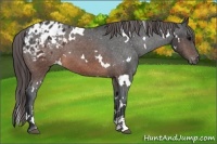 Horse Color:White Spotted Brown Sabino Appaloosa